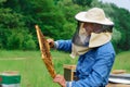 Beekeeper holding a honeycomb full of bees. Beekeeper in protective workwear inspecting honeycomb frame at apiary Royalty Free Stock Photo