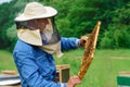 Beekeeper holding a honeycomb full of bees. Beekeeper in protective workwear inspecting honeycomb frame at apiary Royalty Free Stock Photo