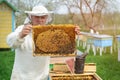 Beekeeper holding a honeycomb full of bees. Beekeeper in protective workwear inspecting honeycomb frame at apiary. Works on the ap Royalty Free Stock Photo