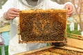 Beekeeper holding a honeycomb full of bees. Beekeeper in protective workwear inspecting honeycomb frame at apiary. Works on the ap