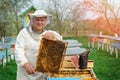 Beekeeper holding a honeycomb full of bees. Beekeeper in protective workwear inspecting honeycomb frame at apiary. Works Royalty Free Stock Photo