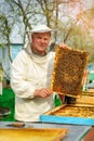 Beekeeper holding a honeycomb full of bees. Beekeeper in protective workwear inspecting honeycomb frame at apiary. Works Royalty Free Stock Photo