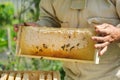 Beekeeper holding a honeycomb full of bees. Beekeeper inspecting honeycomb frame at apiary. Fresh honey