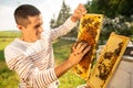 Beekeeper holding a honeycomb full of bees. A man checks the honeycomb and collects the bees by hand