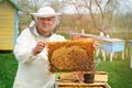 Beekeeper holding a honeycomb full of bees. Beekeeper in protective workwear inspecting honeycomb frame at apiary. Works on the ap Royalty Free Stock Photo