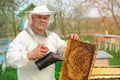 Beekeeper holding a honeycomb full of bees. Beekeeper in protective workwear inspecting honeycomb frame at apiary. Works