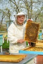 Beekeeper holding a honeycomb full of bees. Beekeeper in protective workwear inspecting honeycomb frame at apiary. Works on the ap