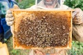 Beekeeper holding a honeycomb full of bees - working collect honey. Beekeeping concept Royalty Free Stock Photo