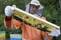 Beekeeper Holding Honeycomb With Honey Bees