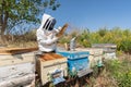 Beekeeper is holding a honeycomp for collecting honey from the apiary