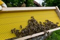 Beekeeper and New Wax Foundation: Nurturing Young Bees in a Dadant Hive