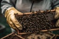 Beekeeper Holding Queen Bee Marked With Tiny Dot. Generative AI