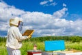 Apiarist, beekeeper is holding honeycomb with bees