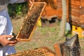 Beekeeper holding wooden frame of honeycomb