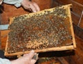 Beekeeper holding wooden frame with honeycombs and honey bees photo Royalty Free Stock Photo