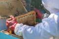 The beekeeper holds a beehive frame in his hands Royalty Free Stock Photo