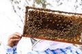 A beekeeper holds a frame with bees. Honey production. Apiary in nature. Natural food. bees on honeycomb. Royalty Free Stock Photo