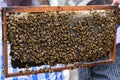 A beekeeper holds a frame with bees. Honey production. Apiary in nature. Natural food. bees on honeycomb. Royalty Free Stock Photo