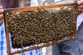 A beekeeper holds a frame with bees. Honey production. Apiary in nature. Natural food. bees on honeycomb. Royalty Free Stock Photo