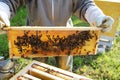 Beekeeper holds frame with honeycomb