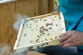 beekeeper holds frame with white new wax. small family of honeybees on cells of wax