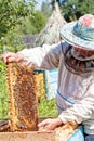 Beekeeper holds in hand a frame with honey