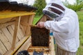 Beekeeper holds in the hands the frame. Carpathian honey bee. Pretty wooden hives. Apiculture. Apiary. Beautiful spring day