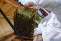 Beekeeper holds in the hands the frame of honeycombs. Carpathian honey bee. Pretty wooden hives. Beautiful spring day