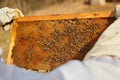Beekeeper holds a honey cell with bees in his hands Royalty Free Stock Photo