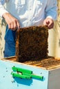 The beekeeper holds a honey cell with bees in his hands. Apiculture. Apiary Royalty Free Stock Photo