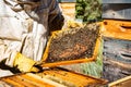 The beekeeper holds a honey cell with bees in his hands. Apiculture. Apiary