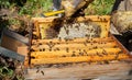 The beekeeper holds a honey cell with bees in his hands. Apiculture. Apiary