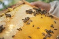 The beekeeper holds a honey cell with bees in his hands. Apiculture. Apiary. Frames of a beehive. collects honey