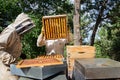 The beekeeper holds a honey cell with bees in his hands. Apiculture. Apiary