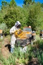 The beekeeper holds a honey cell with bees in his hands. Apiculture. Apiary