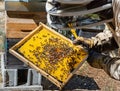 The beekeeper holds a honey cell with bees in his hands. Apiculture. Apiary