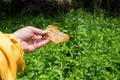 The beekeeper holds a honey cell in his hands