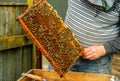 A beekeeper holds a honey comb full of bees, near the hives a man checks the hives.