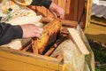 Beekeeper holds a honeycomb with bees Royalty Free Stock Photo