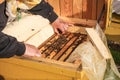 Beekeeper holds a honeycomb with bees Royalty Free Stock Photo