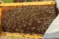 Beekeeper holds a honeycomb with bees in his hands