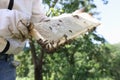 The beekeeper holds a honeycomb with bees and honey