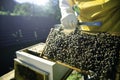 The beekeeper holds a honeycomb in his hands with bees on it -. Beekeeping Royalty Free Stock Photo