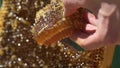 The beekeeper holds a piece of honey in his hand. Honey is fluttering in honeycombs. Macro. Slow motion.