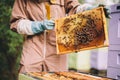 Beekeeper with honeycomb brood frame and honey bees Royalty Free Stock Photo