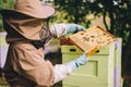 Beekeeper with honeycomb brood frame and honey bees Royalty Free Stock Photo