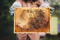 Beekeeper with honeycomb brood frame and honey bees Royalty Free Stock Photo