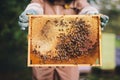 Beekeeper with honeycomb brood frame and honey bees