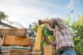 Beekeeper with a honeycomb full of bees works in an apiary