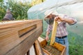 Beekeeper with a honeycomb full of bees works in an apiary